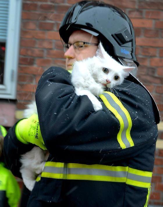 government Did a firefighter rescue a cat from a stillburning house