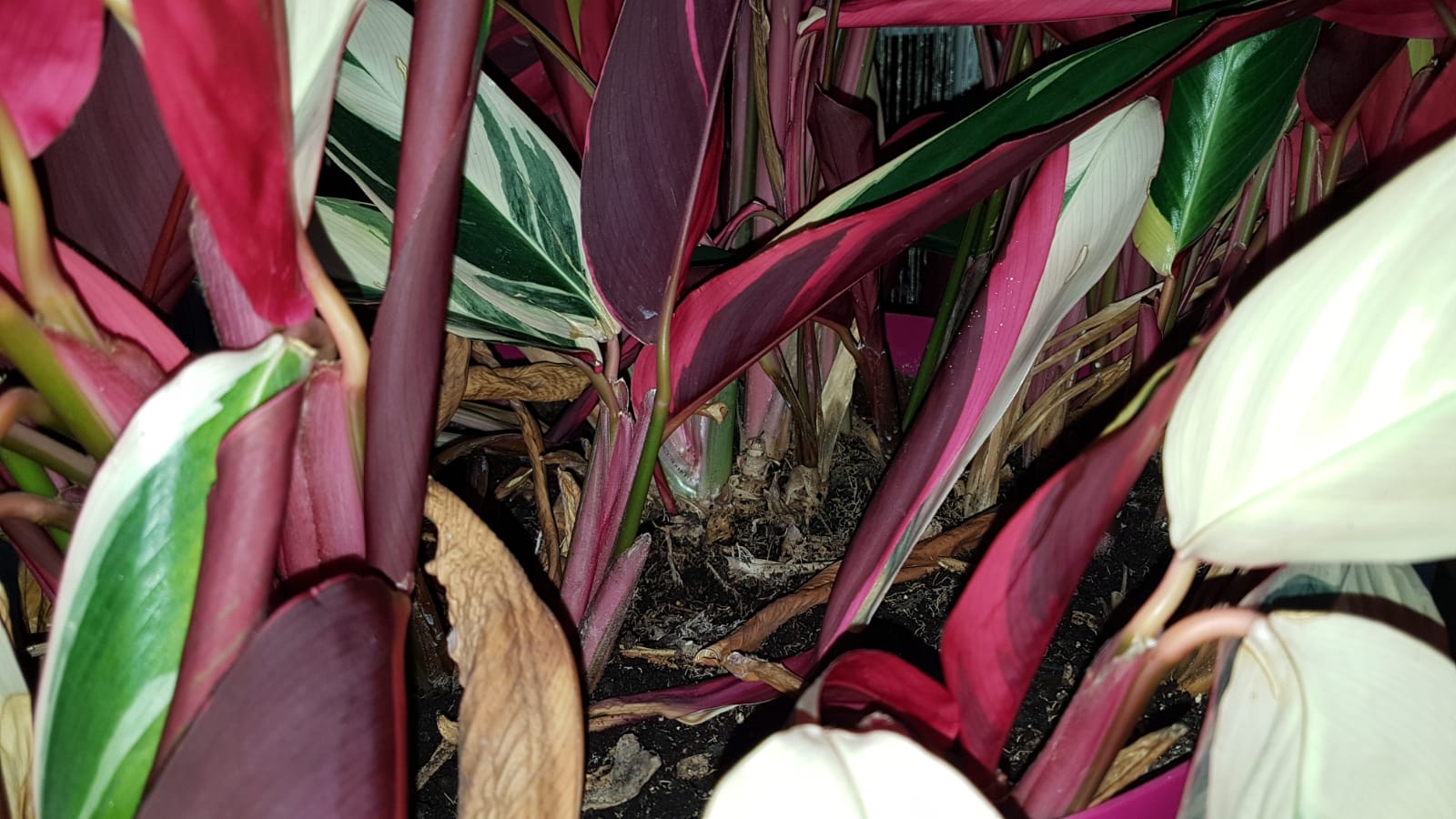 identification Dying houseplant Gardening & Landscaping Stack Exchange