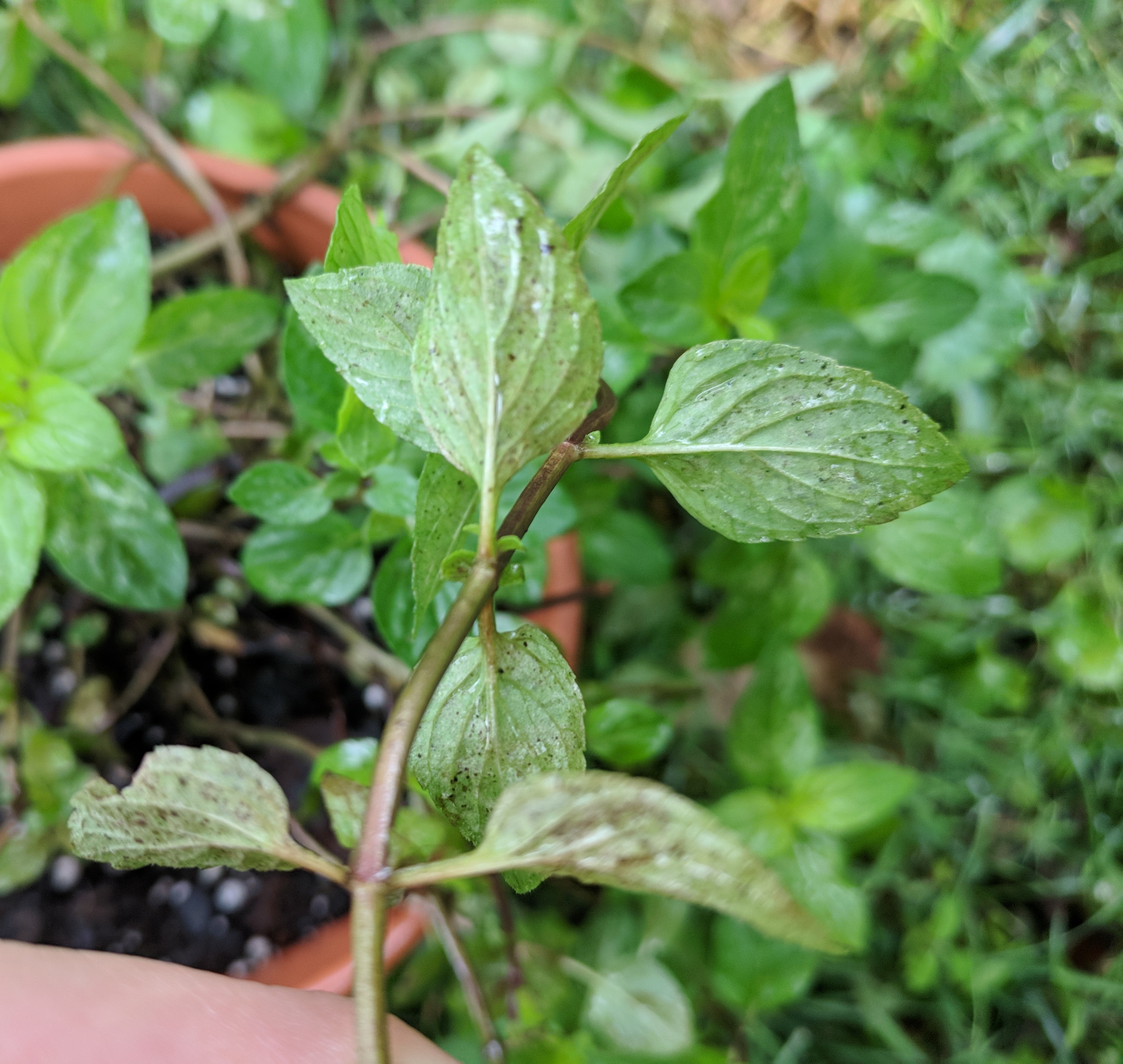 Chocolate mint plant farmgerty