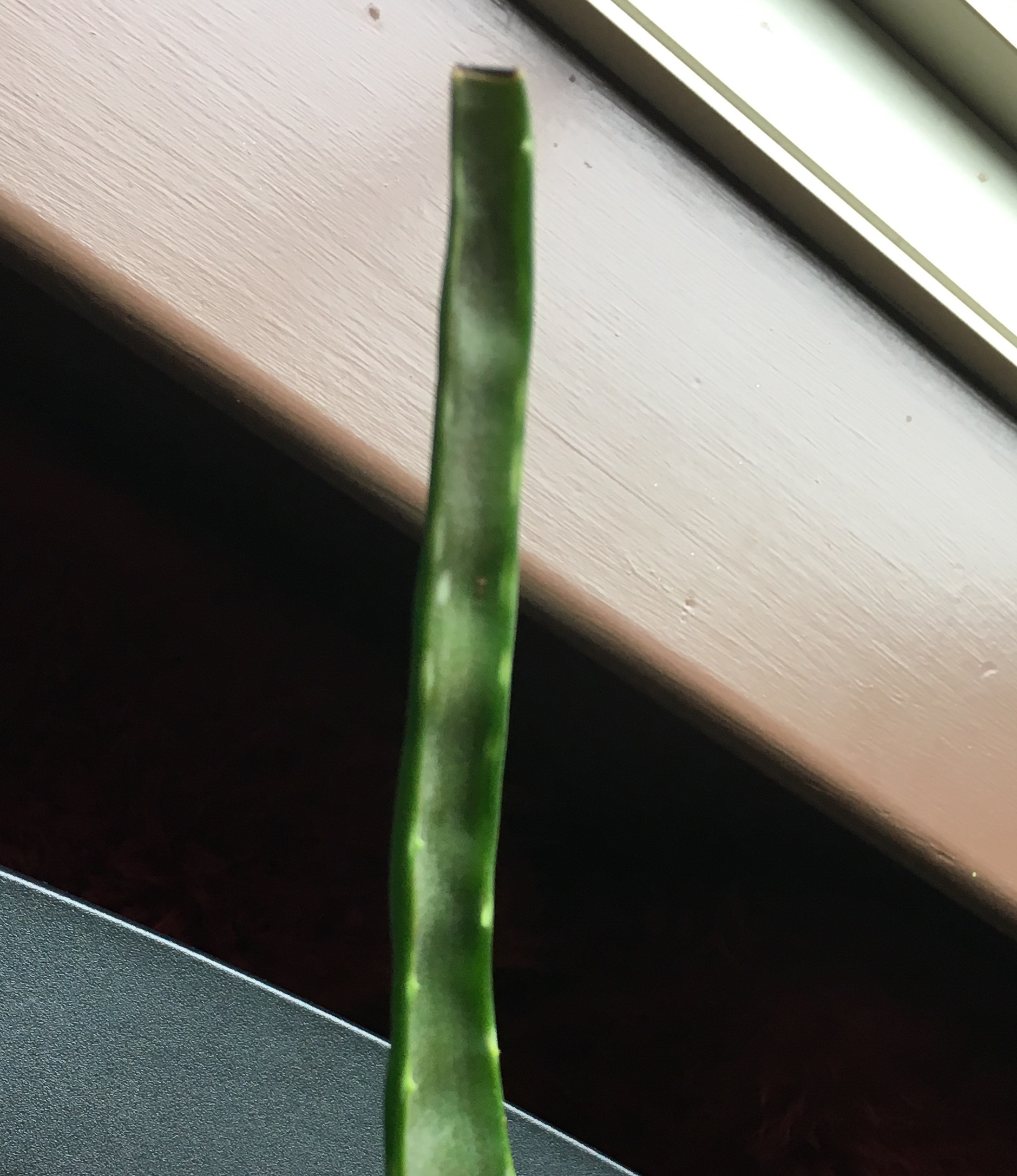 Why Does My Aloe Vera Plant Have Black Spots Plantă Blog