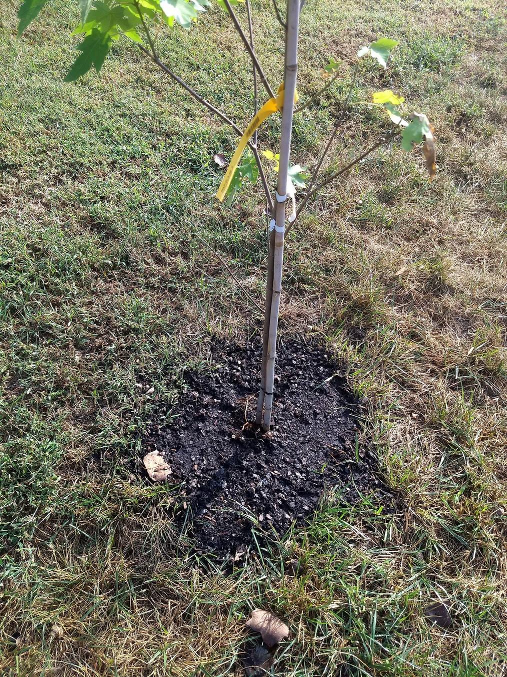 trees Newly Planted Autumn Blaze Appears to Be Dying Gardening