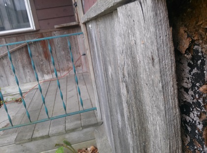 repair - How can can I get replacement wood siding to match the