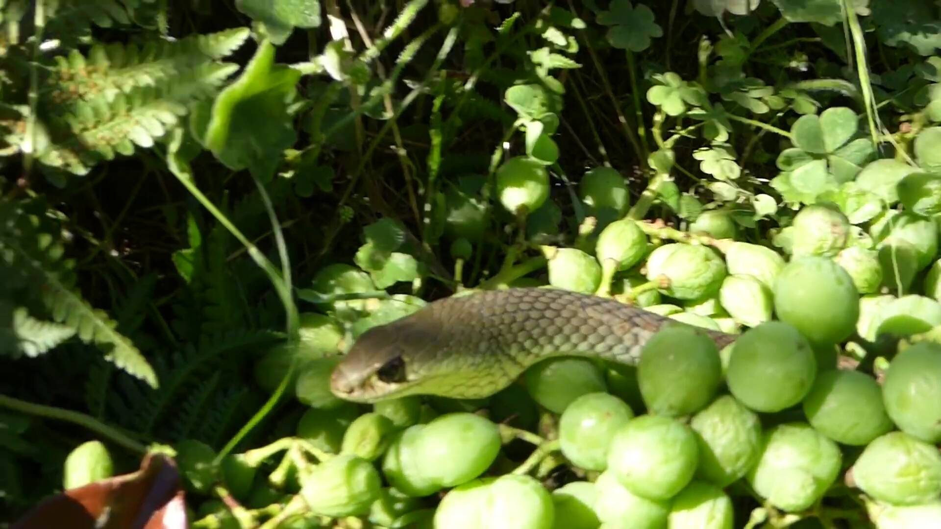 zoology Can you explain the behavior of this snake? Biology Stack