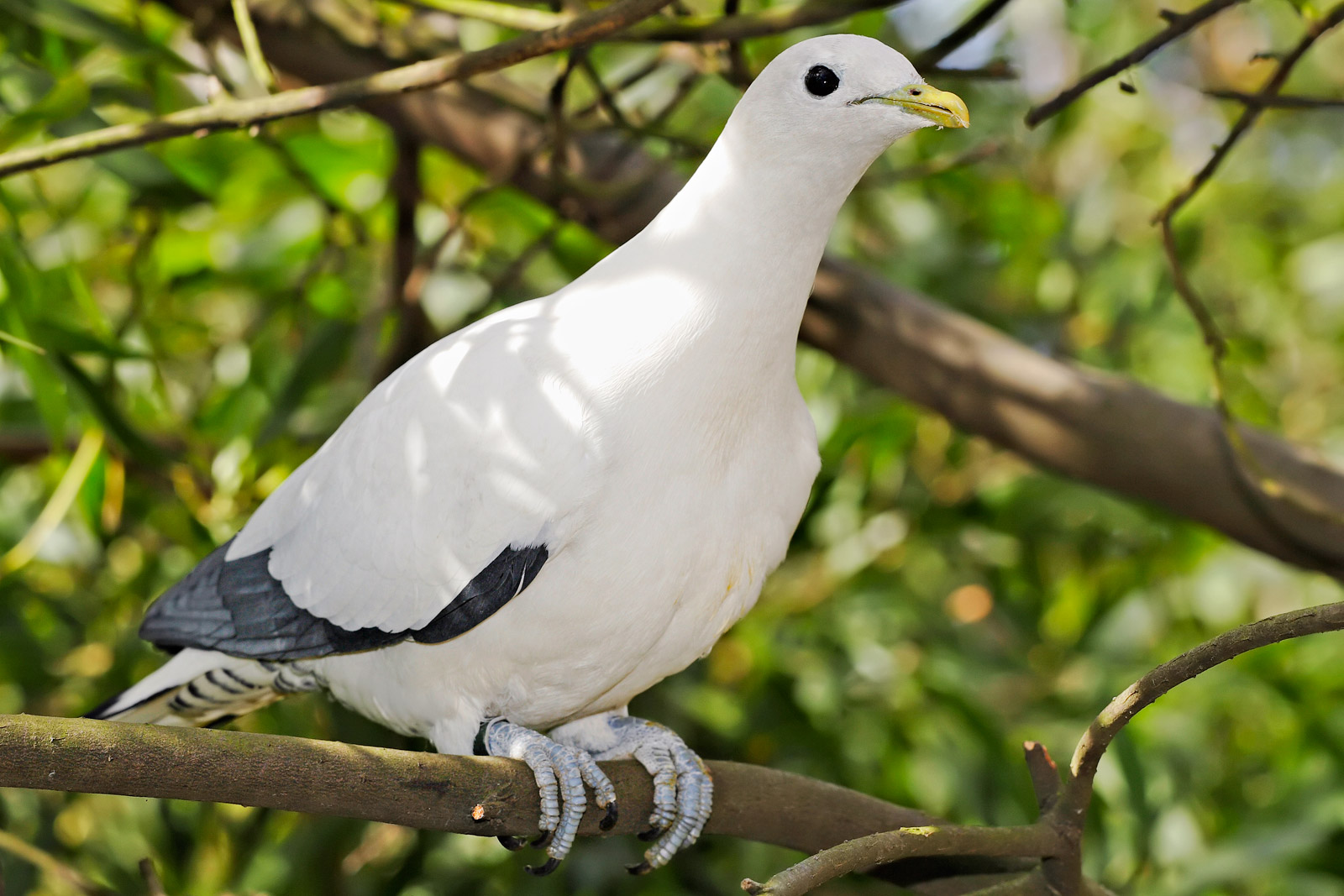 zoology Identification of an Australian pigeon in the NT Biology