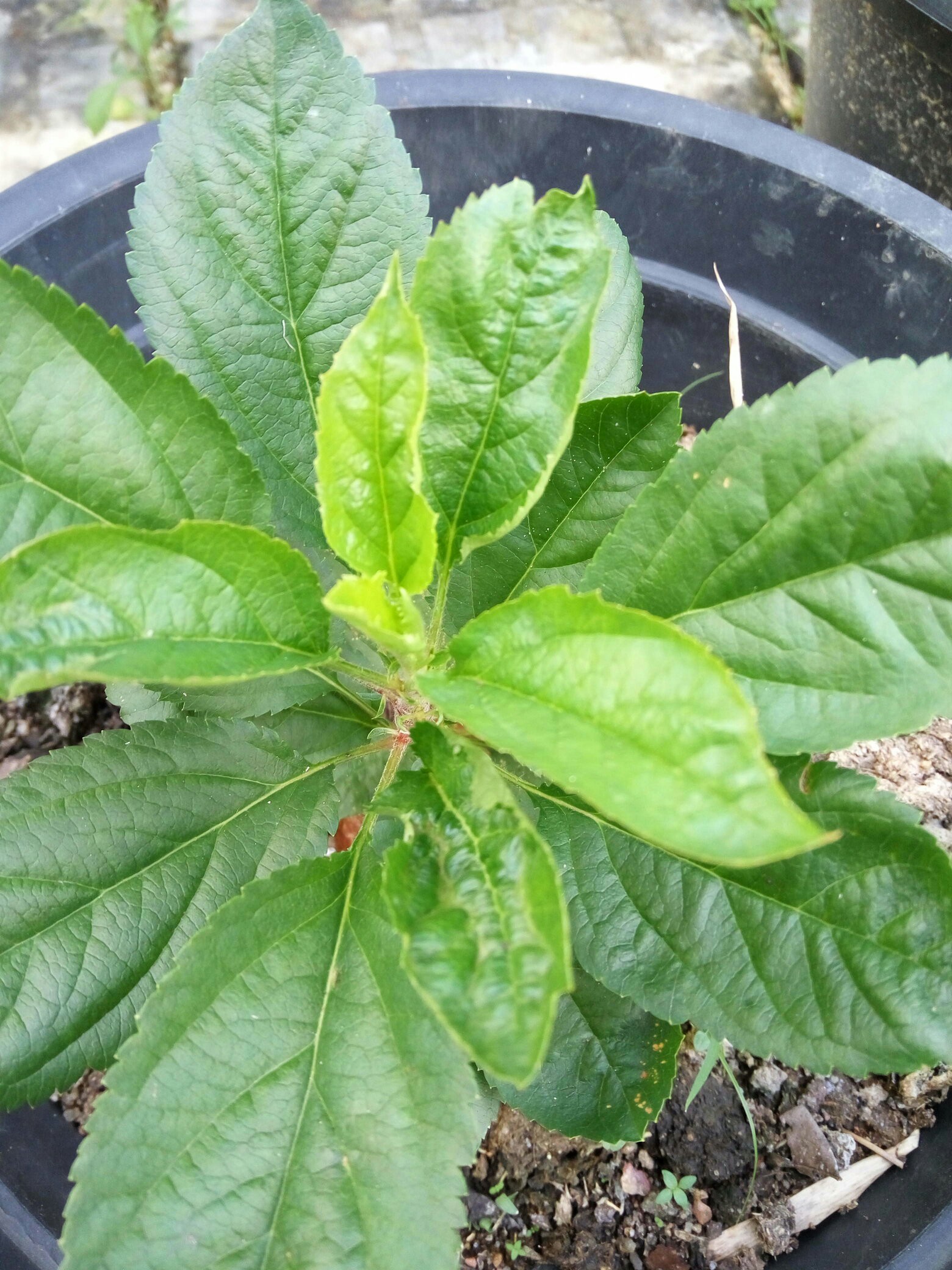 pest damage Apple plant abnormal leaves Gardening & Landscaping