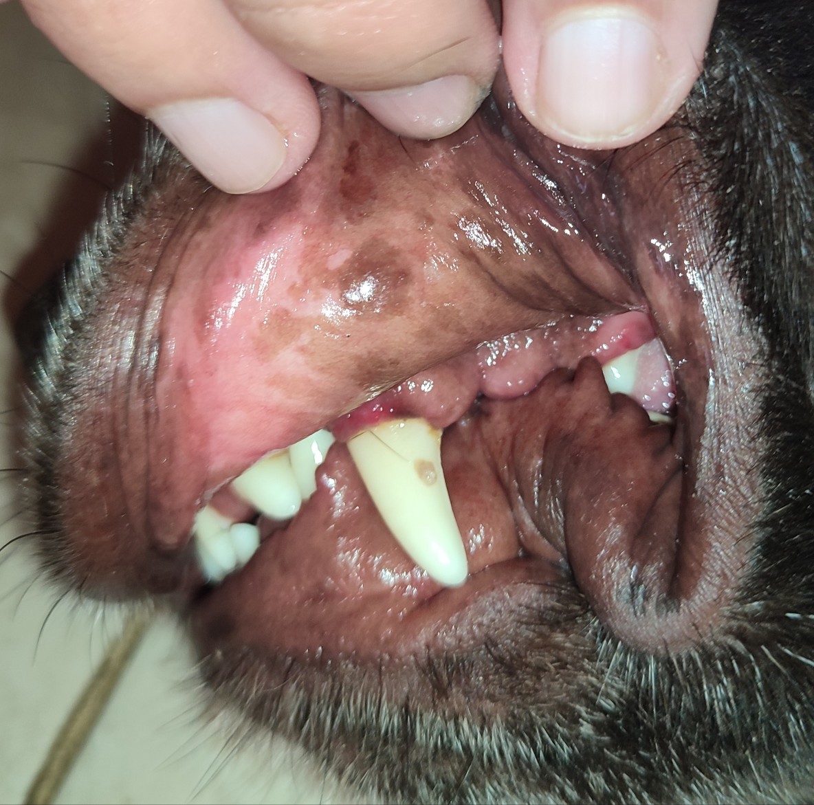 Some dark spotting on dog's gums after dental cleaning is it normal? Pets Consultants
