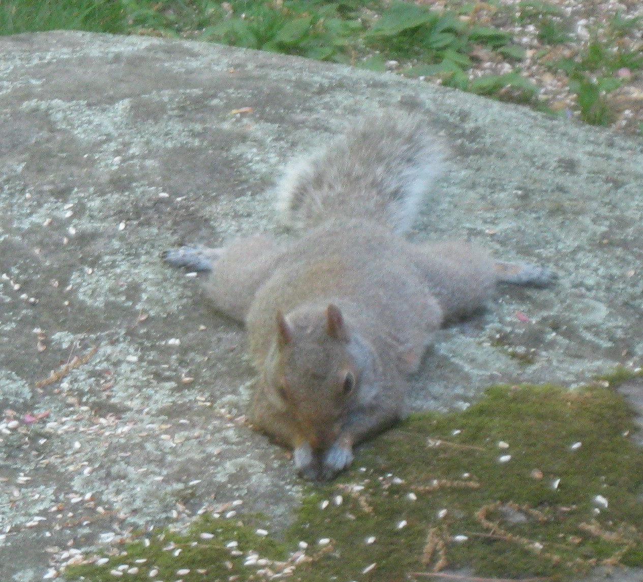 animal behaviour What is this squirrel doing and why? The Great
