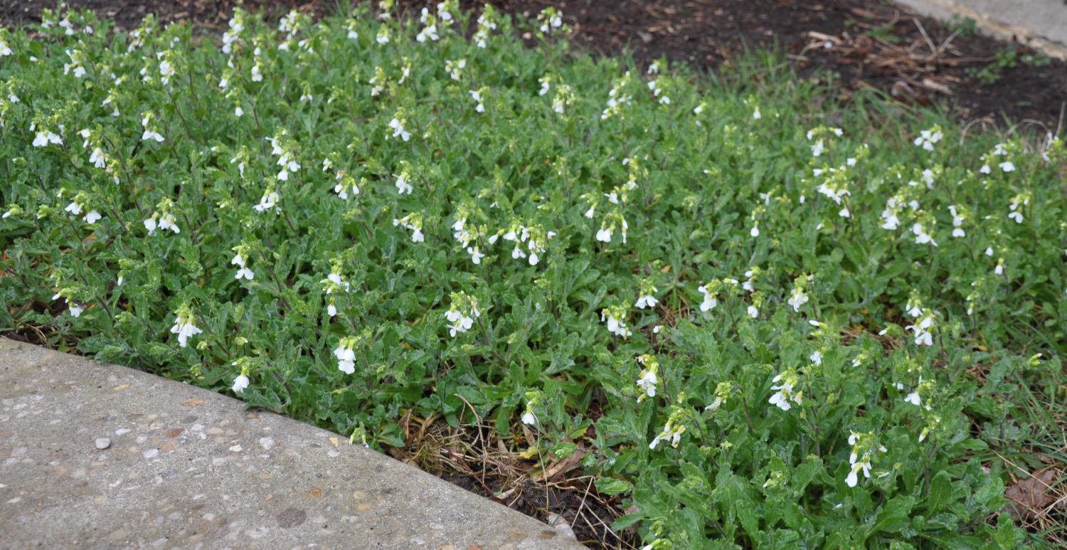 identification What is this whiteflowered ground cover plant