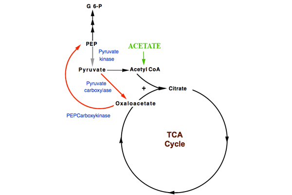 biochemistry - Can E. coli make pyruvate from acetate? - Biology Stack