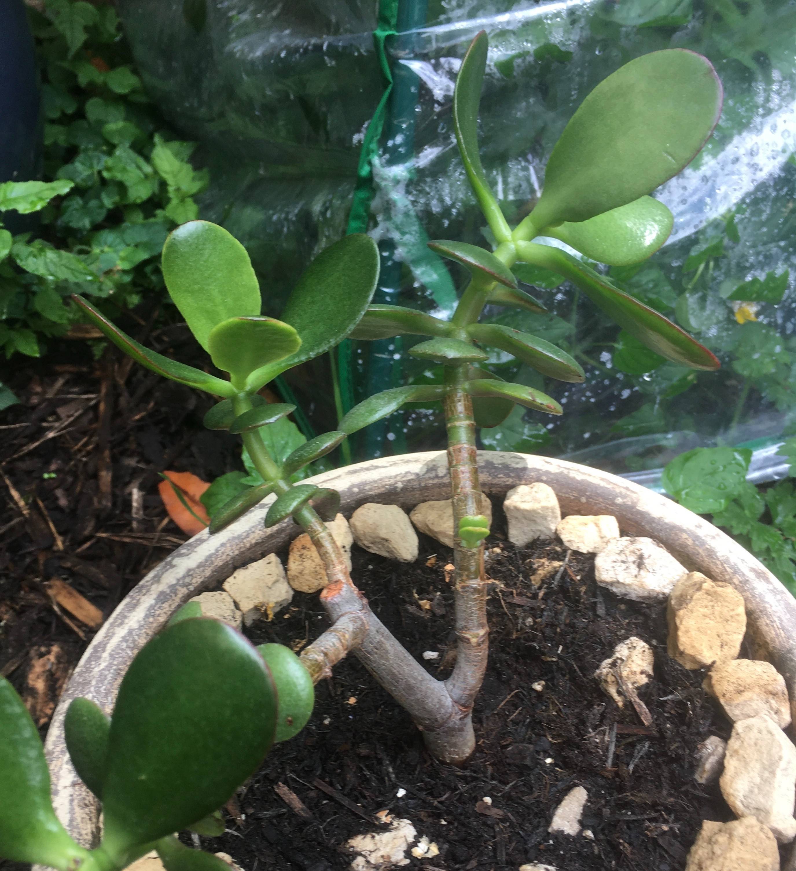 identification Jade plant stem moving in different angles Gardening