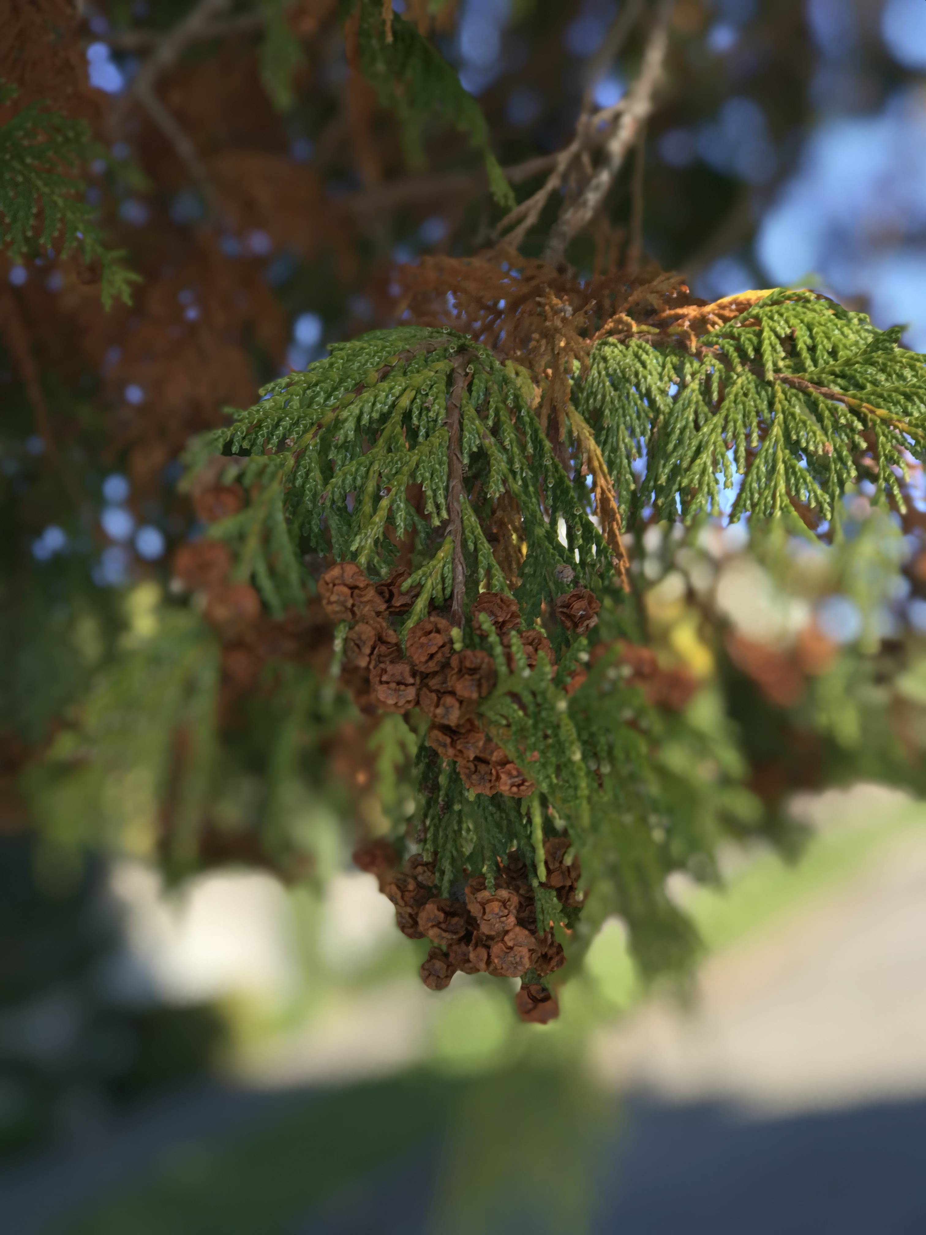 identification What variety of cedar is this in Puget Sound region? Gardening & Landscaping