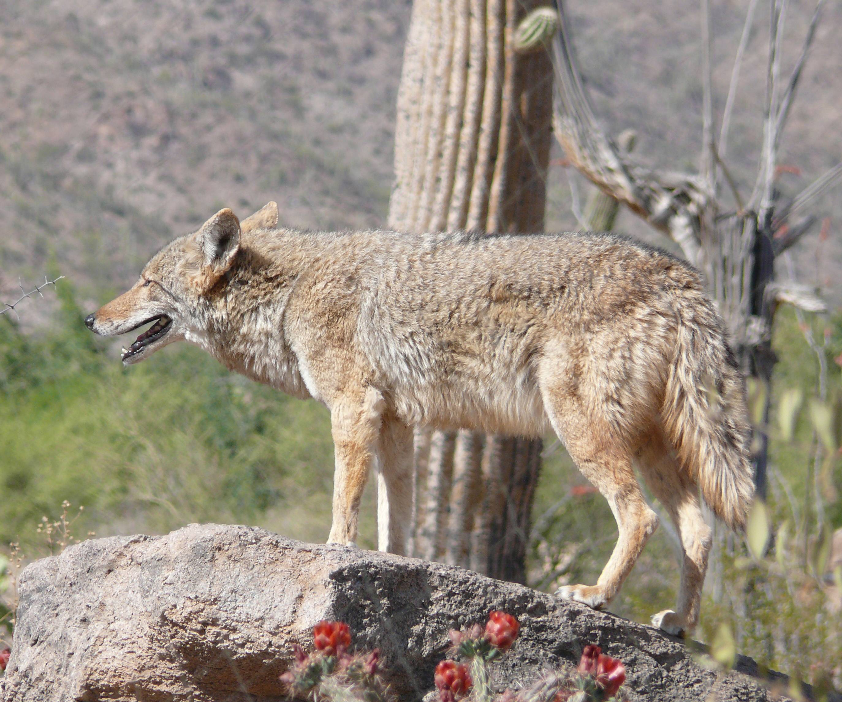 botany How do coyotes remove cactus needles from their paws