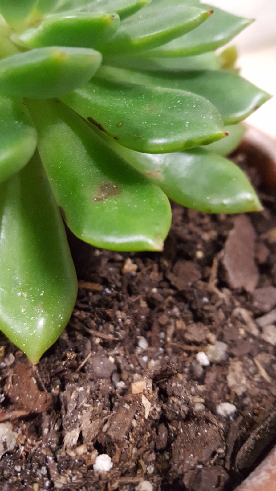 diagnosis Black spots on echeveria leaves cause? Gardening