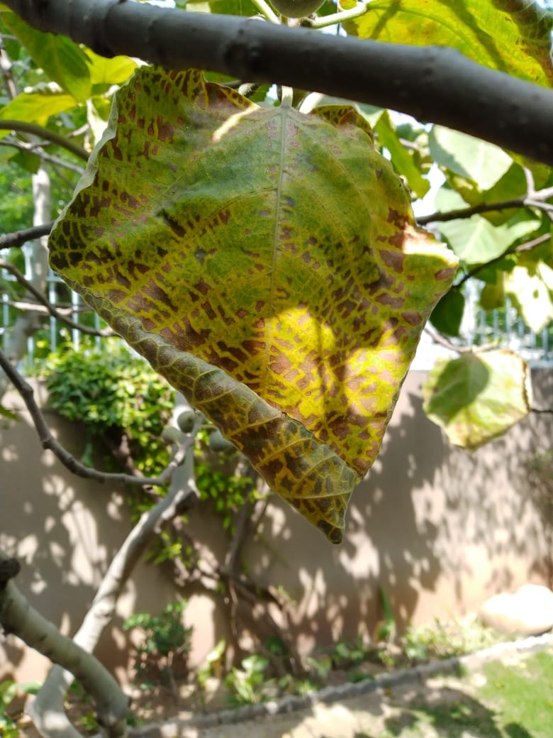 Fig tree wilting and the fruit also does not look healthy Gardening