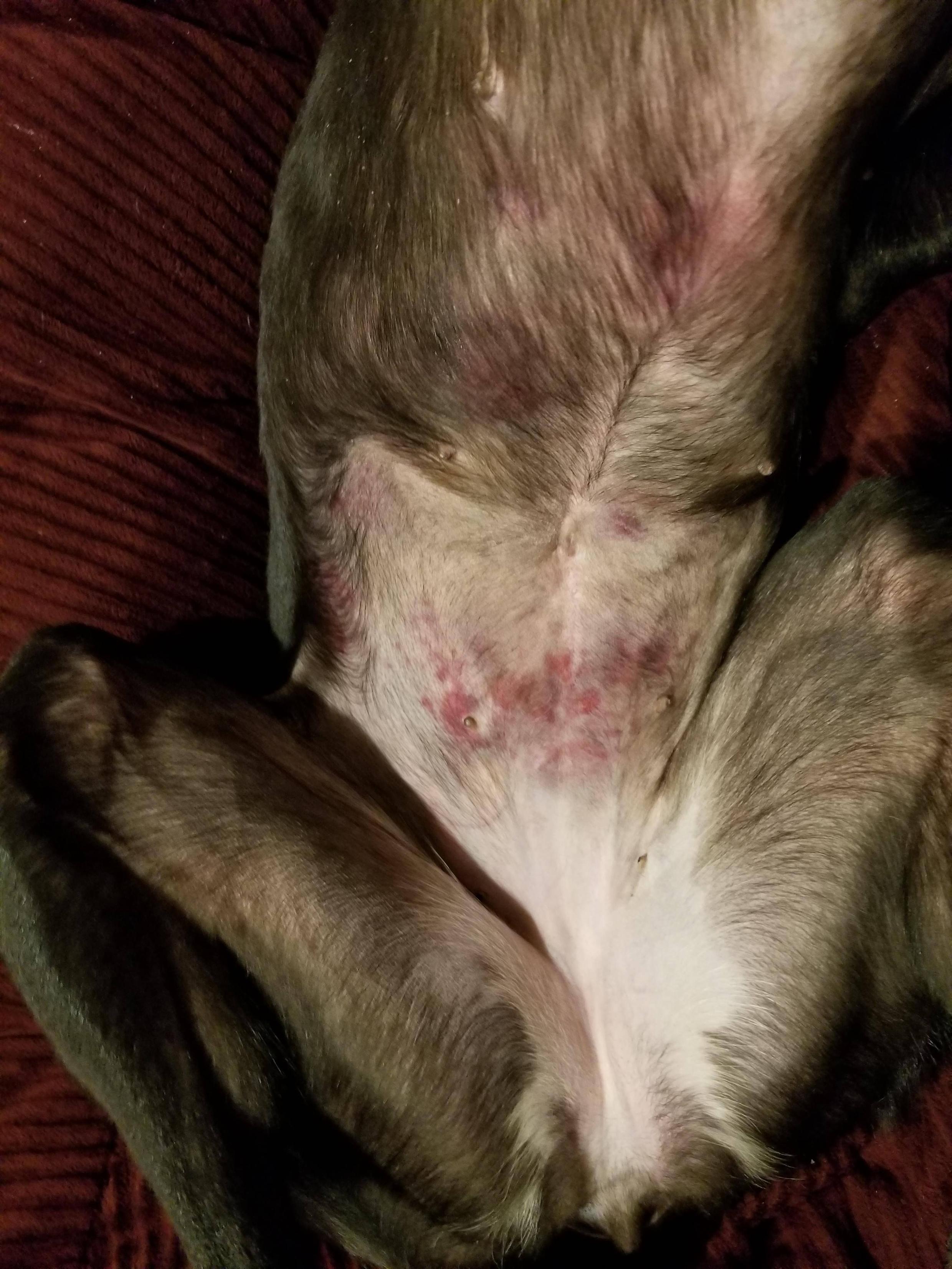 dogs Greyhound rash after pet boarding Pets Stack Exchange