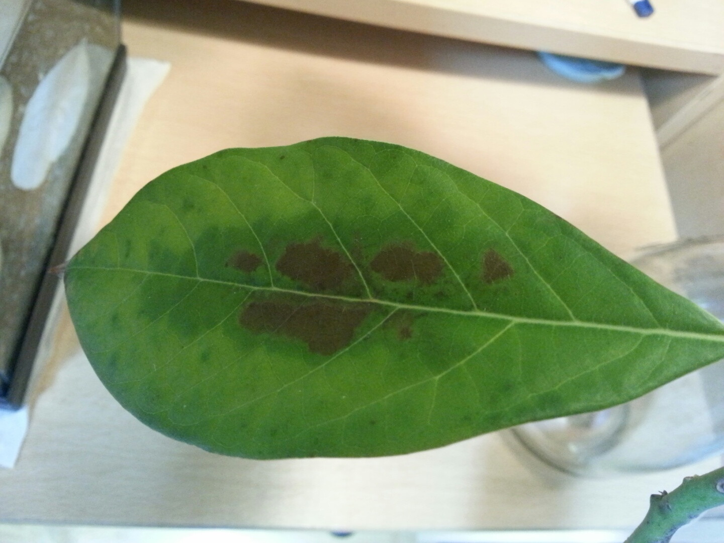 wilt Avocado leaves turn to brown at the middle Gardening