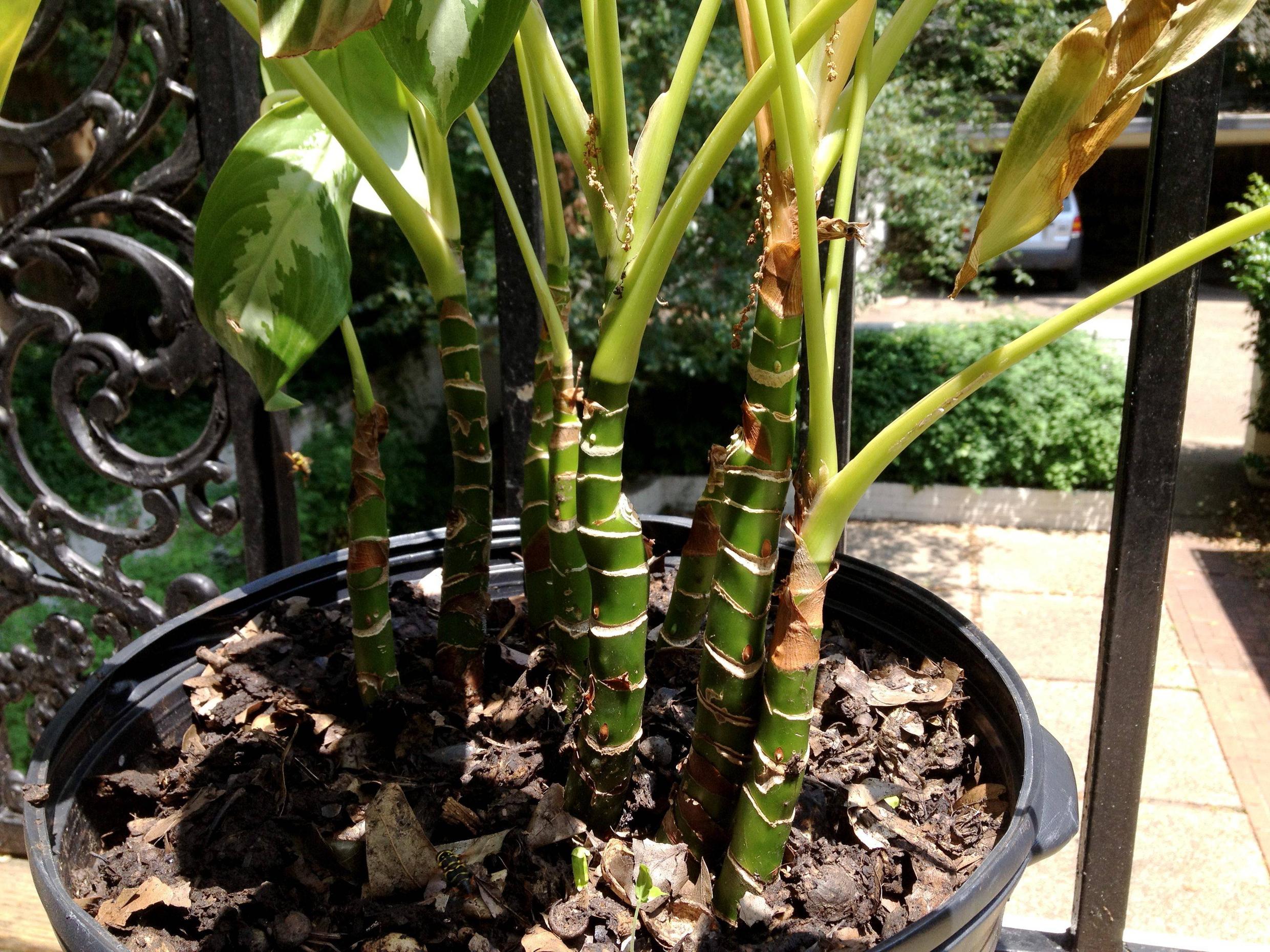 identification What is the mediumleaved, thickstemmed plant