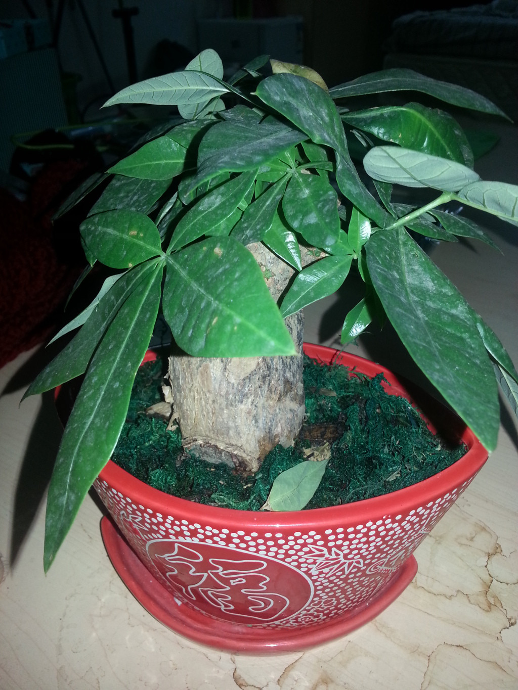 identification What is this small potted plant with a thick trunk and