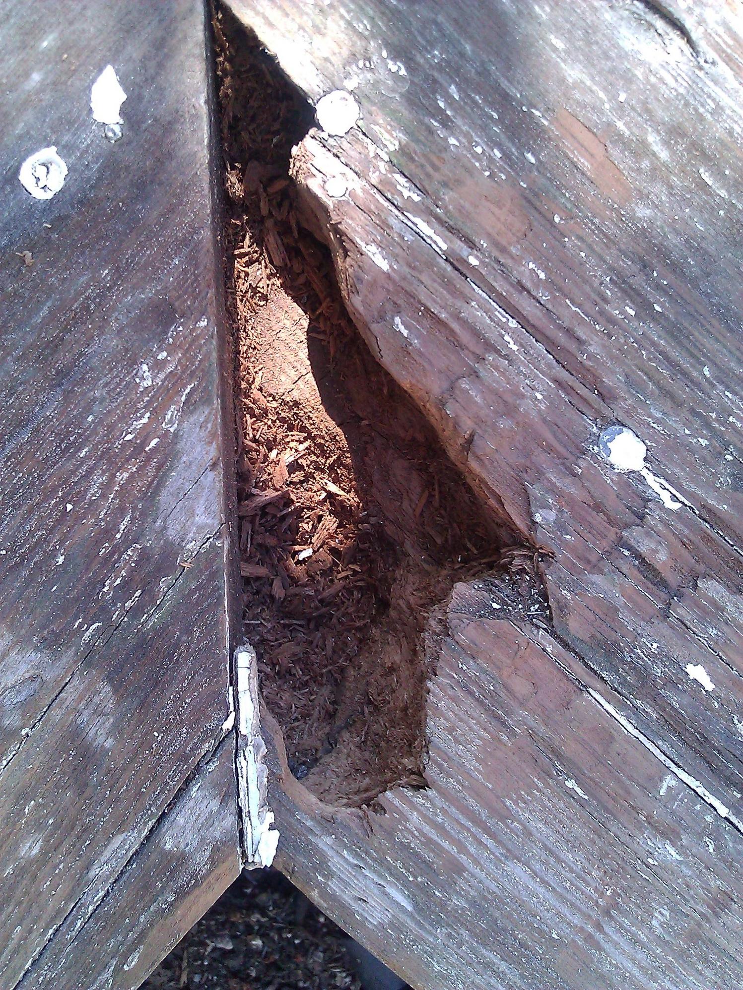 Wood Rotten wood to fill or not to fill Love & Improve Life