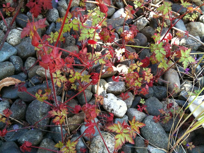 identification What is the name of this weed with red/green leaves