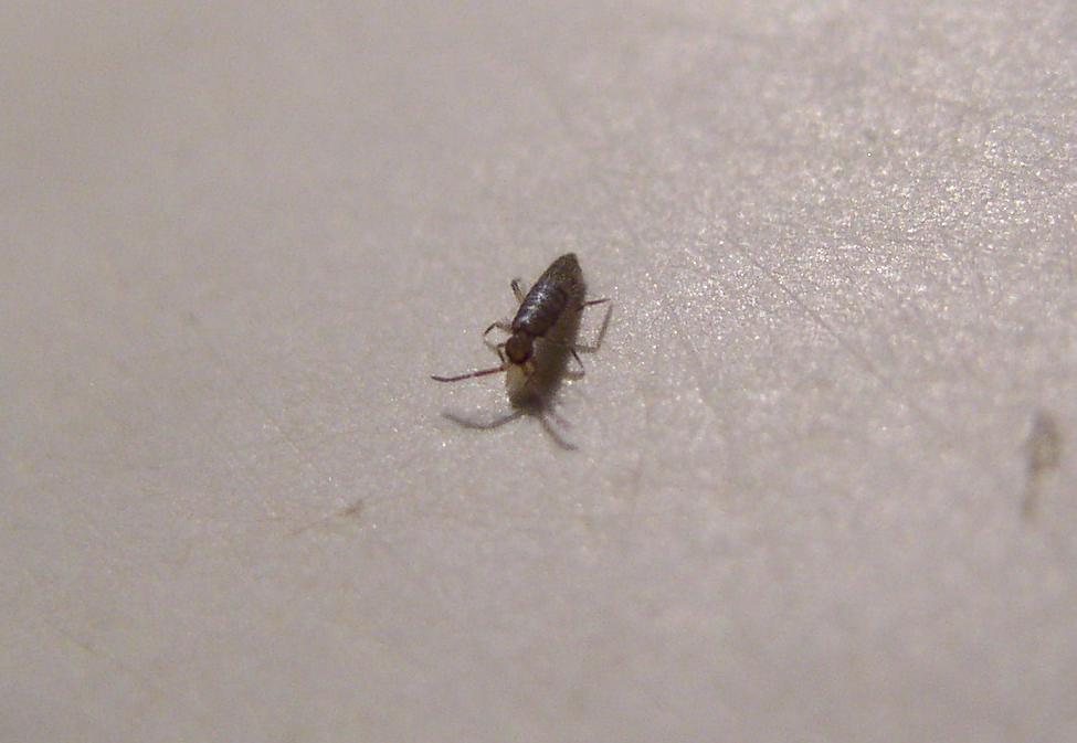 Bugs In Kitchen Sink Things In The Kitchen