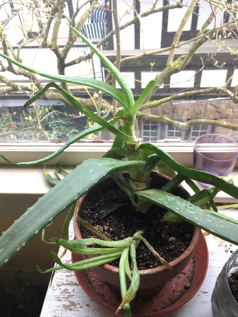 Why Is My Aloe Vera Plant Growing Sideways Plantă Blog