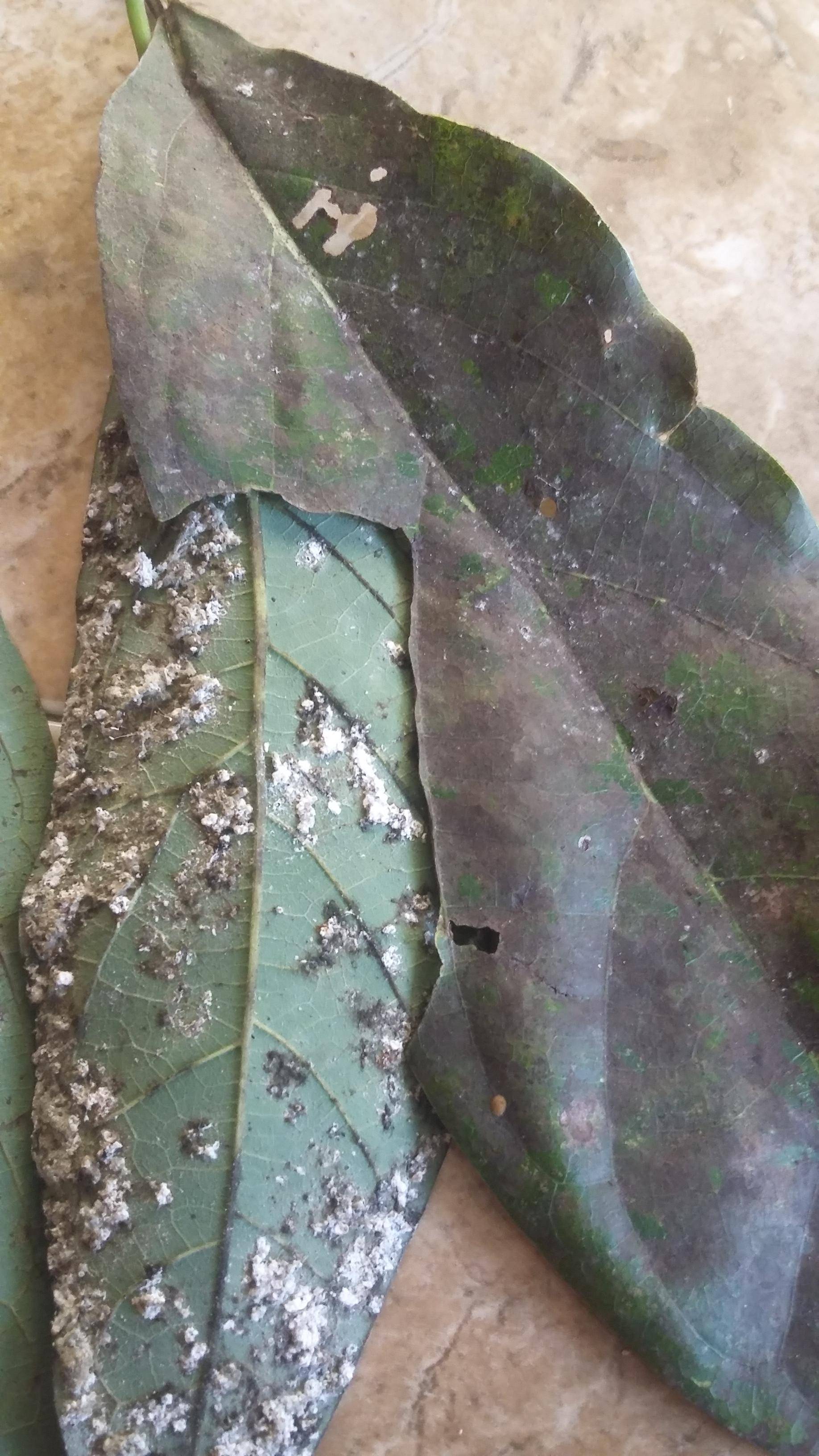 Avocado trees diseases Gardening & Landscaping Stack Exchange