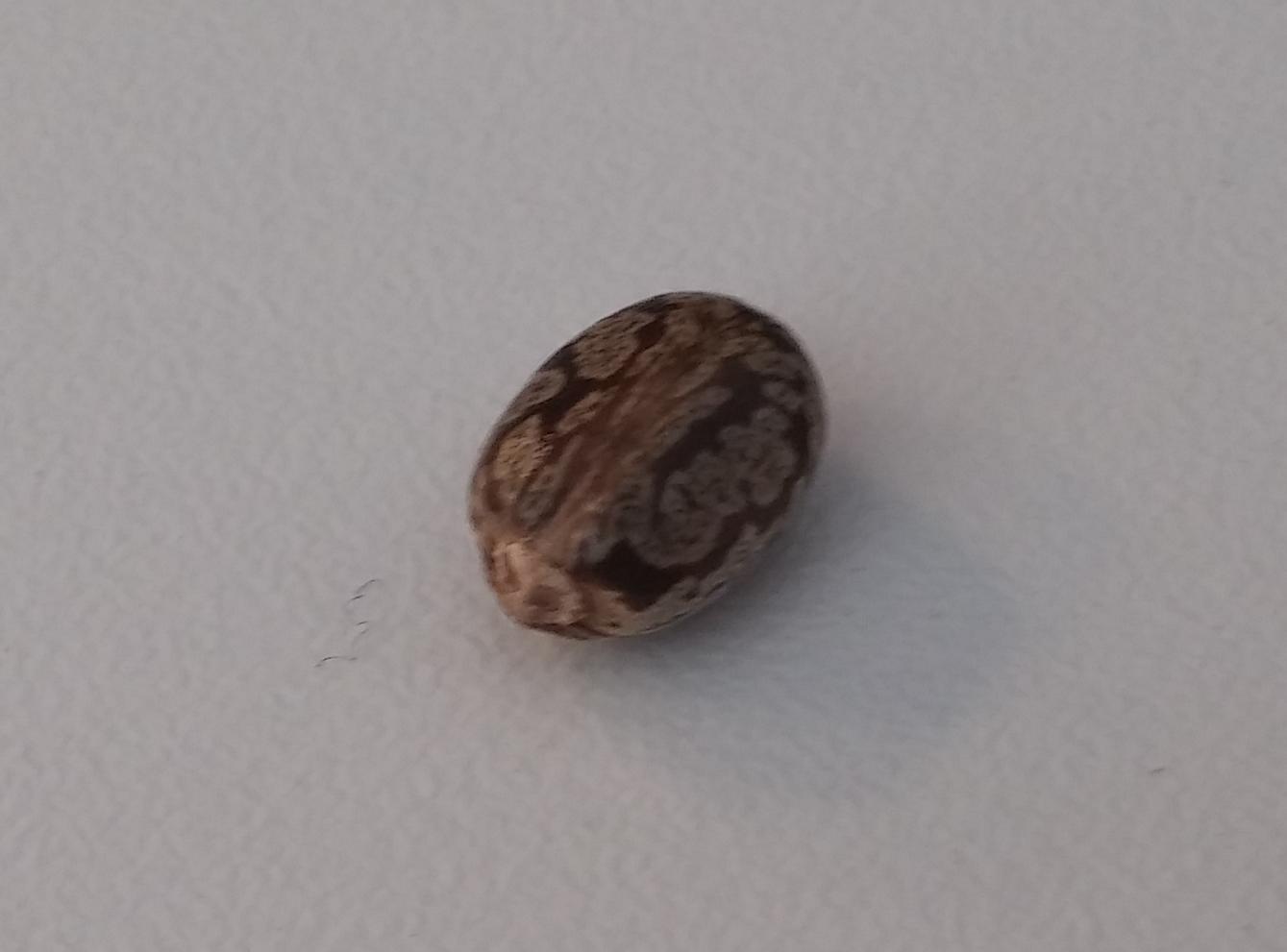 identification What is this plant/seedling growing from hard, oval