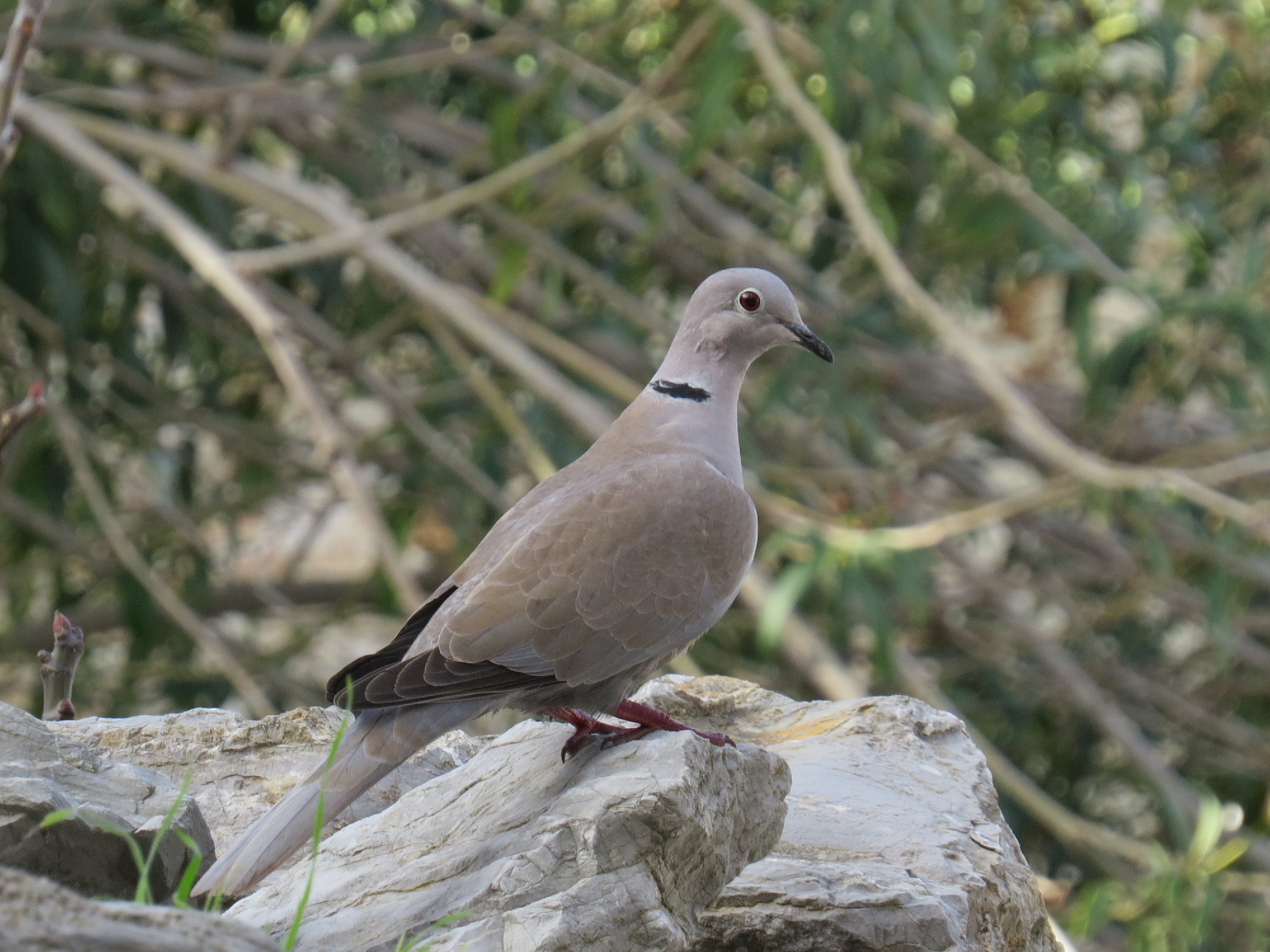zoology Species of this White Dove Biology Stack Exchange