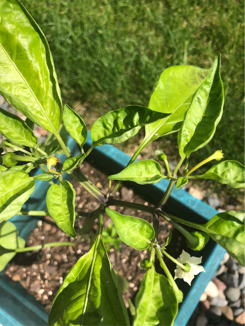 diagnosis What is wrong with my jalapeño? Gardening & Landscaping