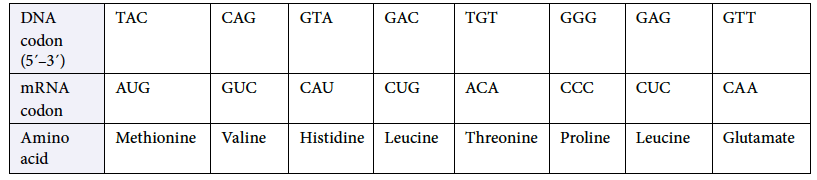 molecular How does DNA codon (5`3`) convert to mRNA