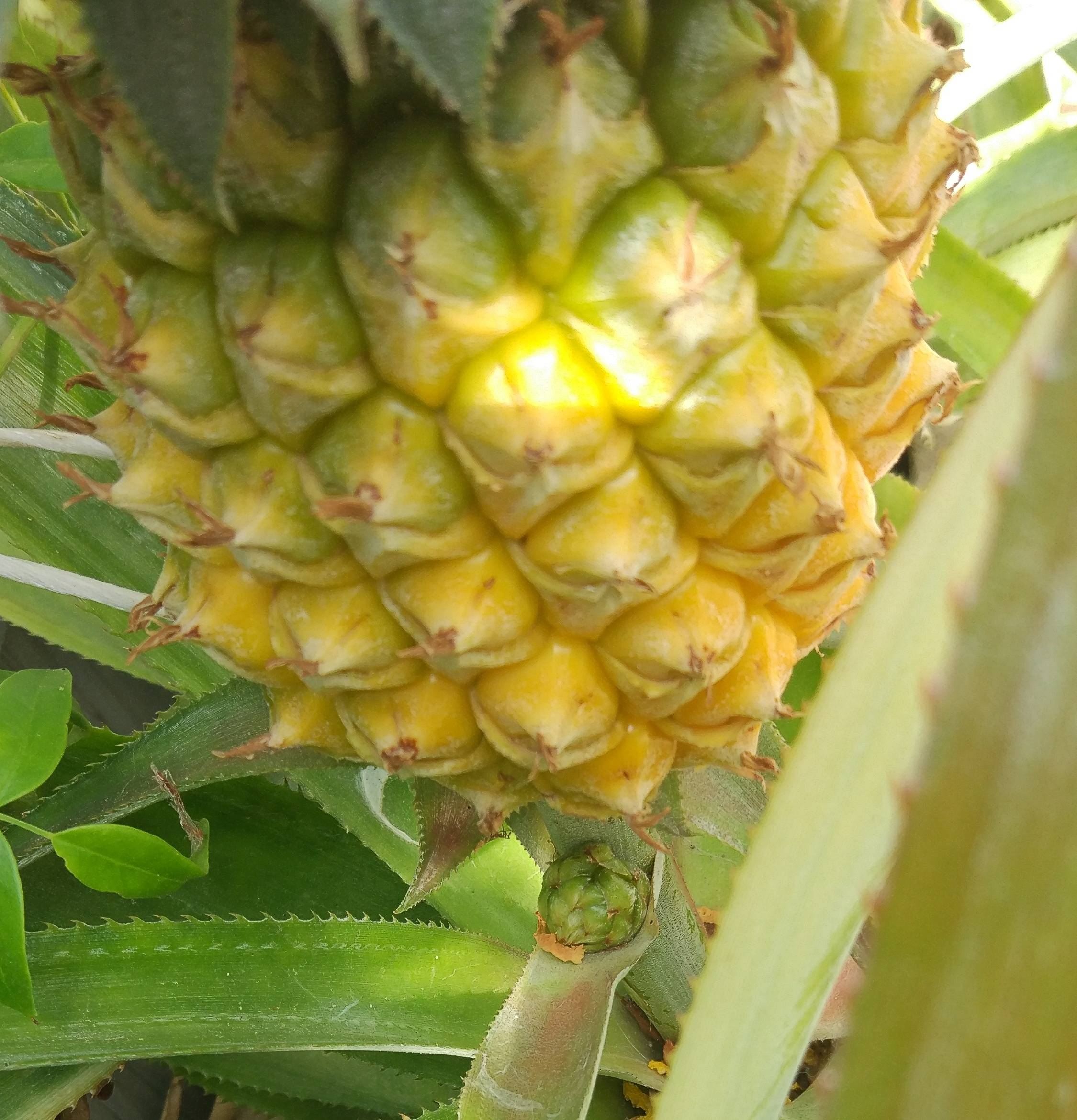 houseplants Is my pineapple plant growing another pineapple