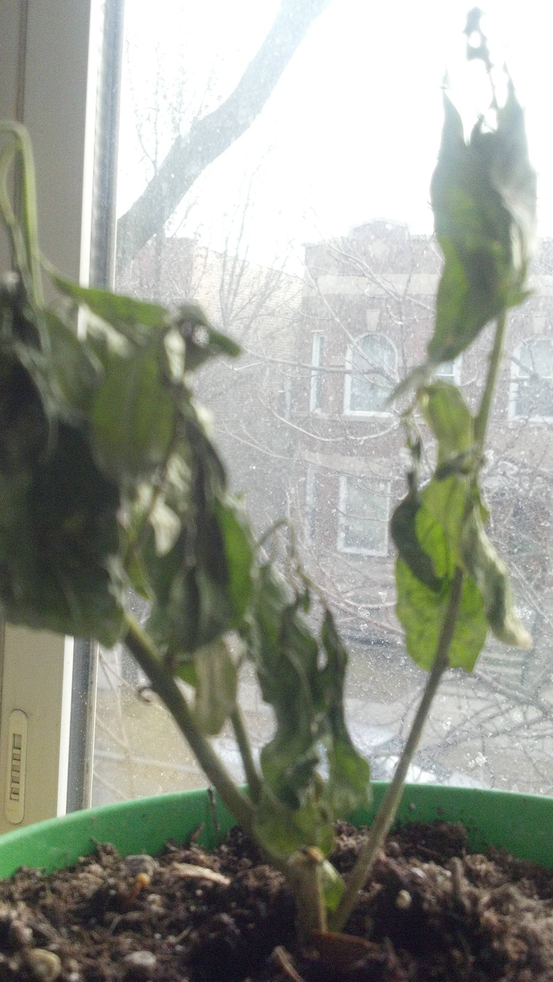 diagnosis NightBlooming Jasmine plant continues to wilt even after