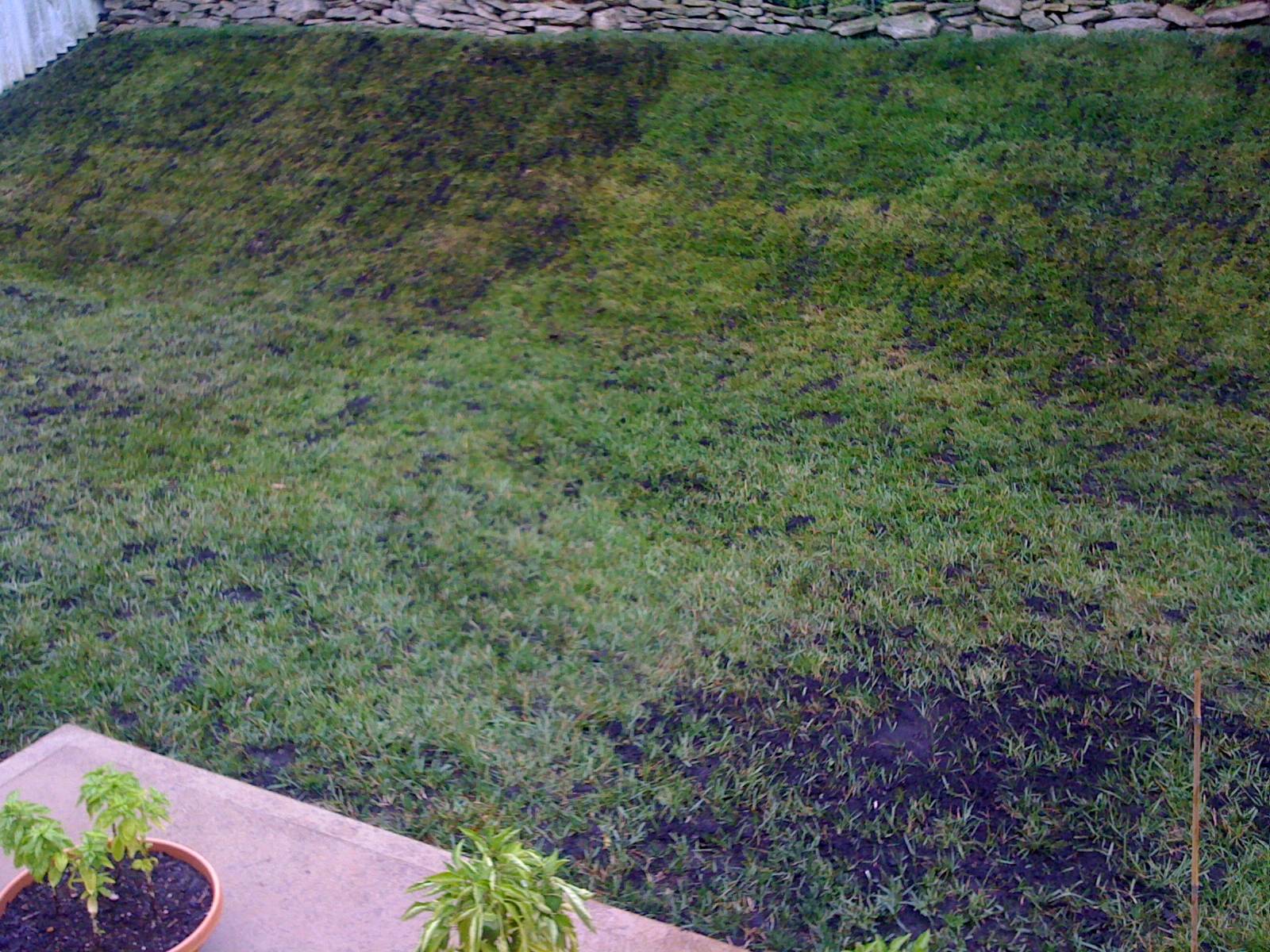 weed control What's an organic way to discourage crabgrass from a