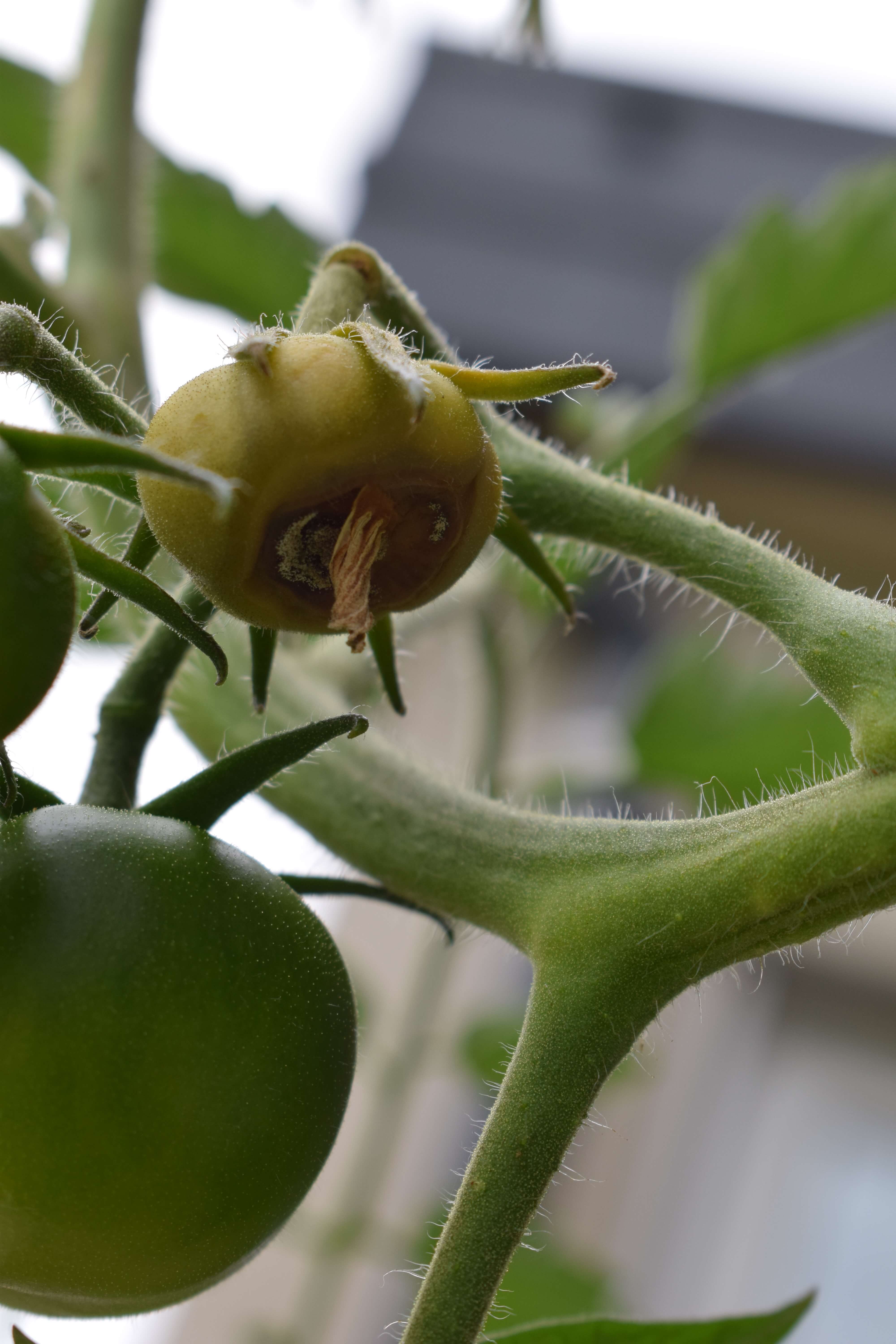 diagnosis Why is this tomato rotten at the end, and loosened from the