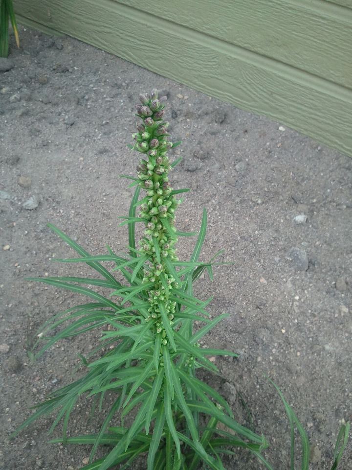 Colorado Plant/Weed Identification Thistle thing with purple flowers
