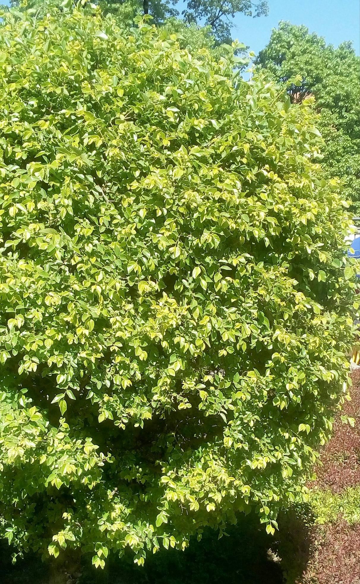 identification - What is this ornamental tree with coarsely serrated