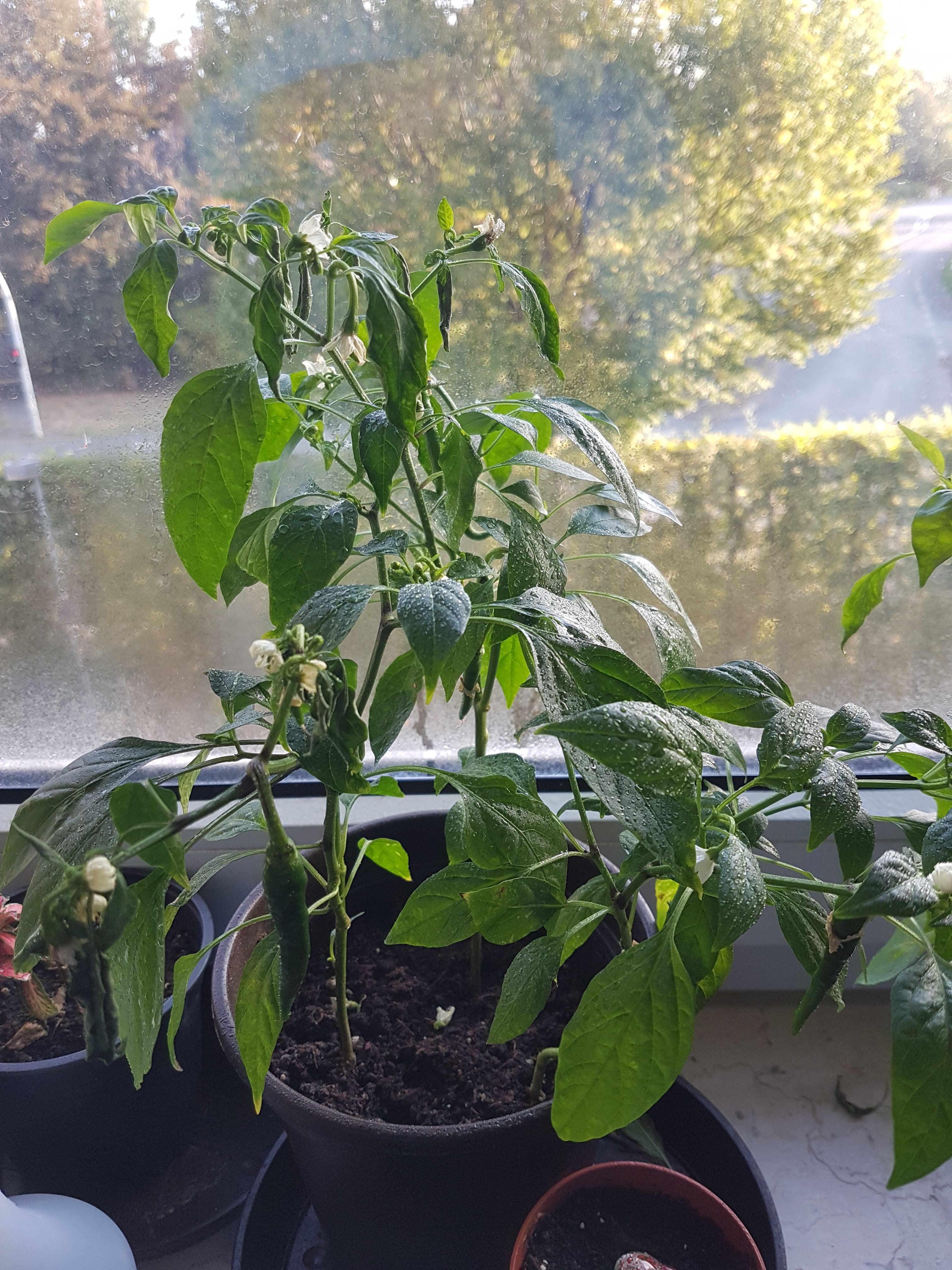 houseplants Drying chilli plants Gardening & Landscaping Stack Exchange