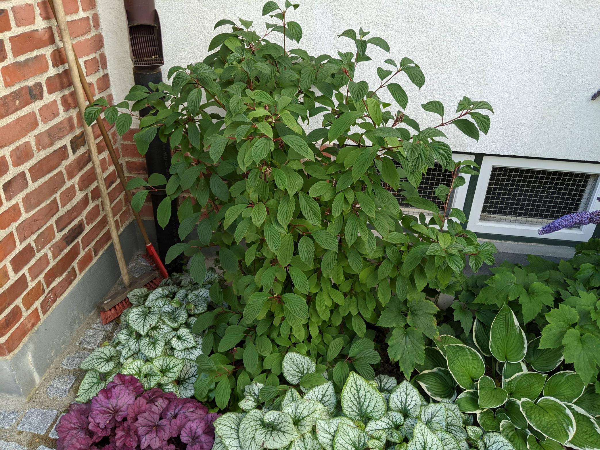 shrubs Why is this Viburnum farreri dying? Gardening & Landscaping