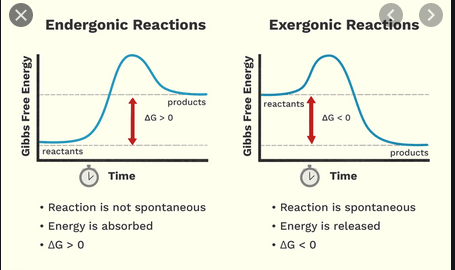 Thermodynamics - Difference Between Exothermic And Exergonic - Chemistry Stack Exchange