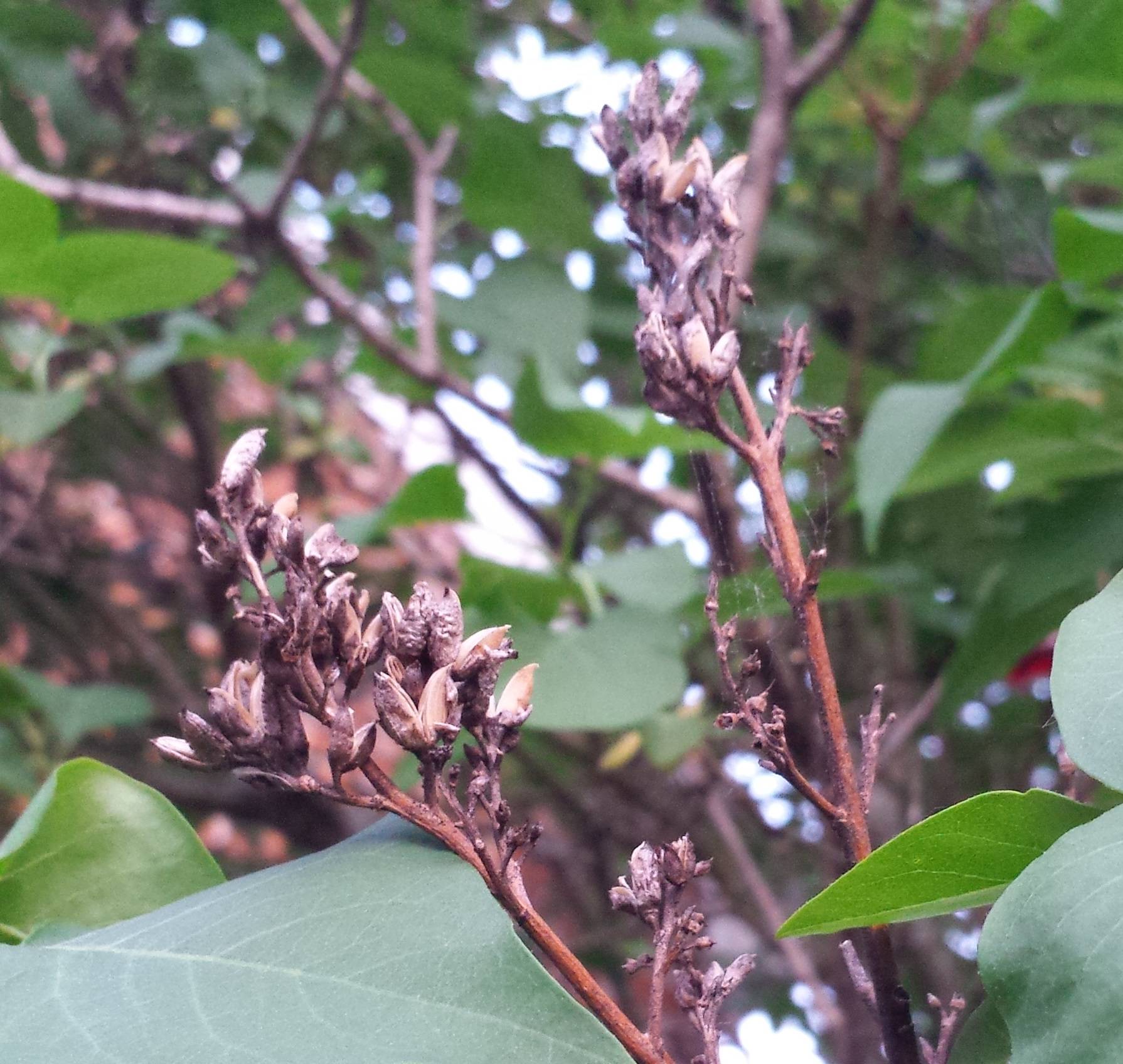 flowering Lilac tree has branches without flowers Gardening
