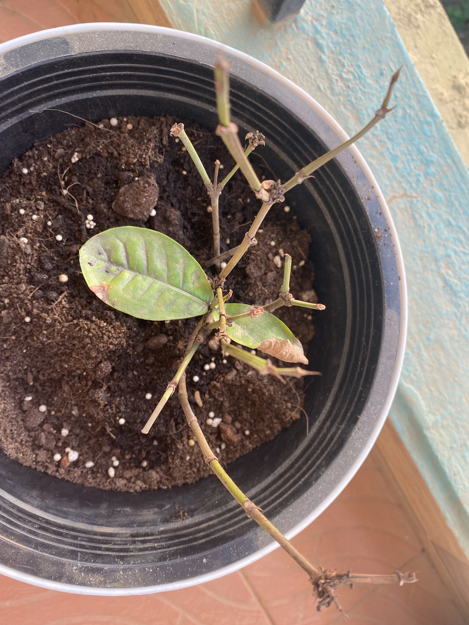 Why are my repotted plants dying/not growing? Gardening & Landscaping
