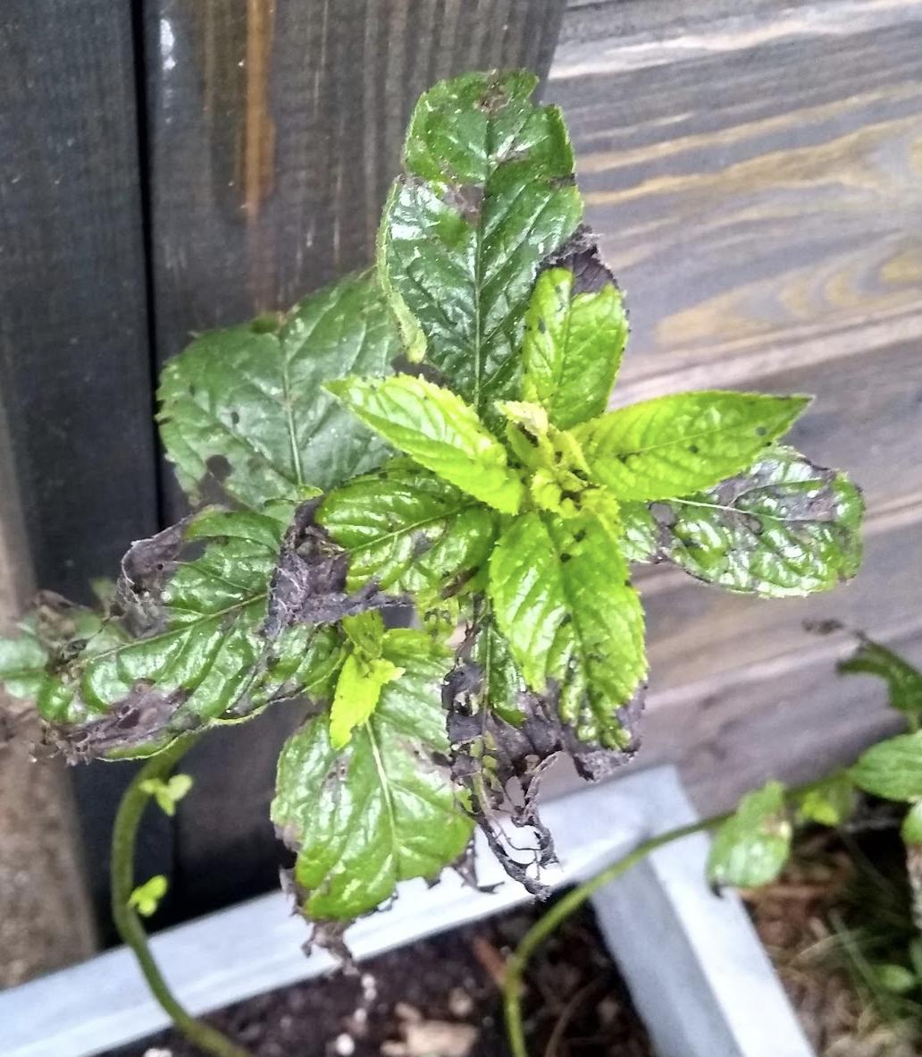 diagnosis Mint leaves look chewed up and burned Gardening