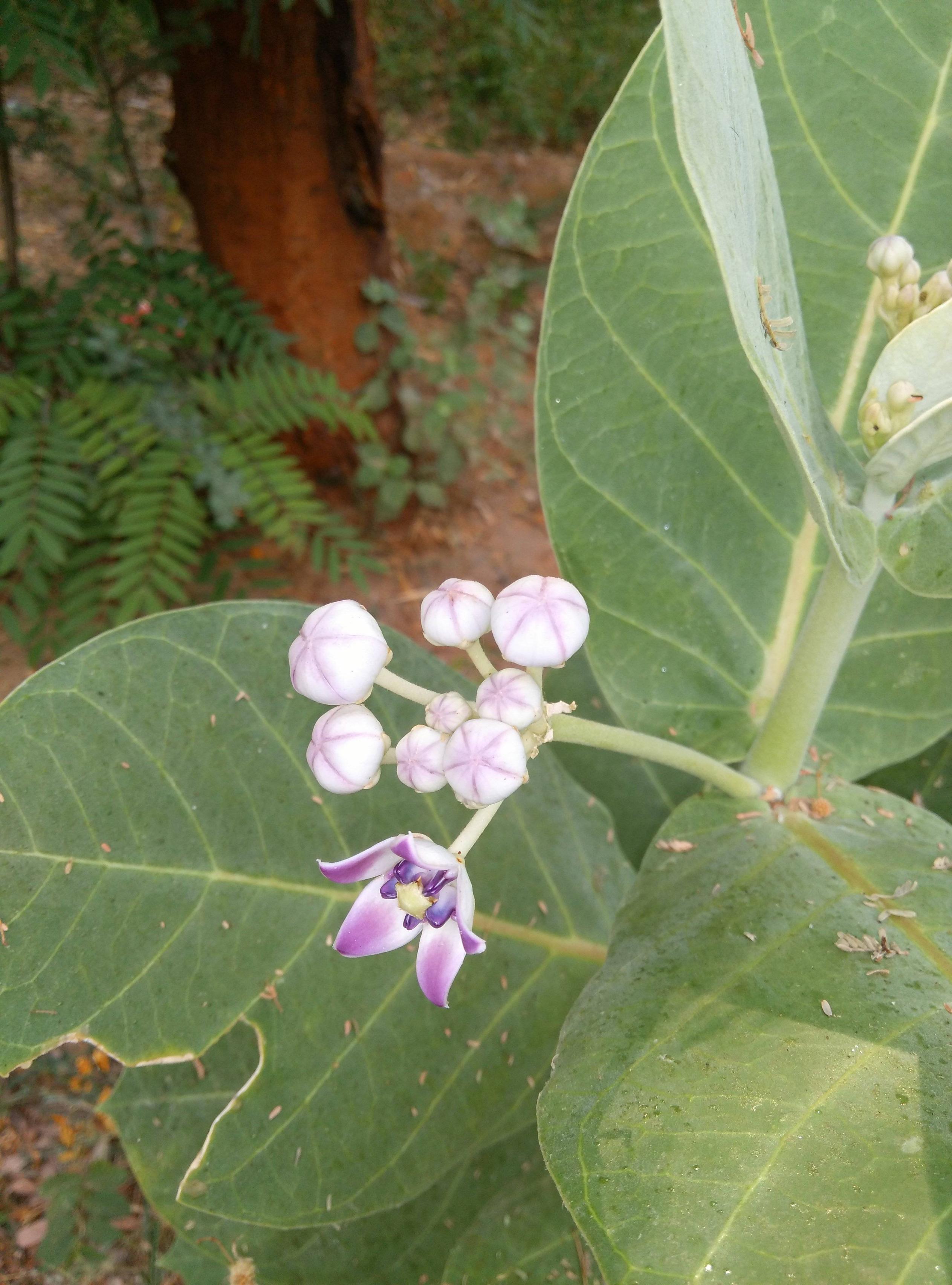 Why flowers of "Ankada" are offered to Lord Hanuman? Hinduism Stack