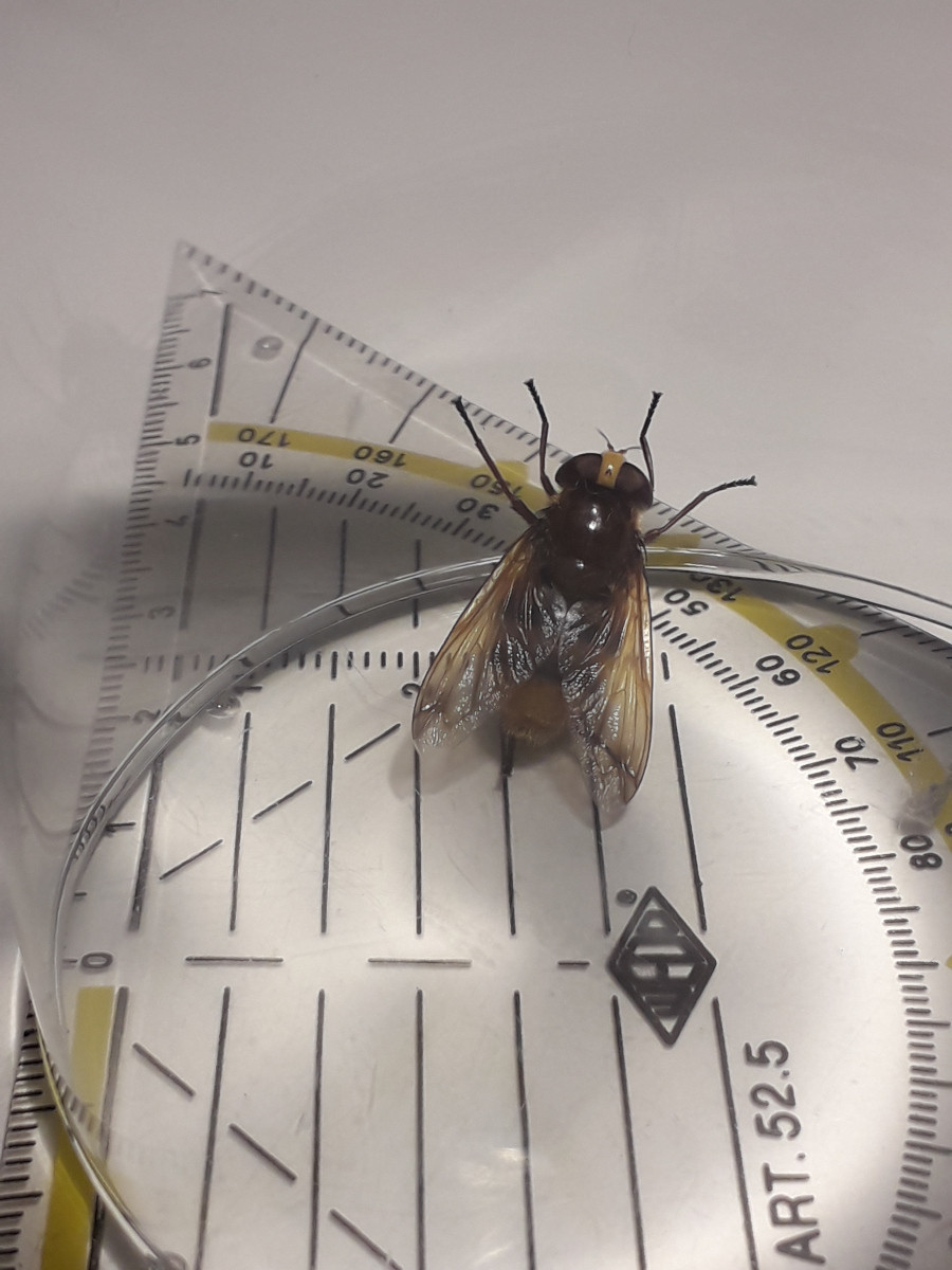 species identification Europe big fly with black/yellow striped body