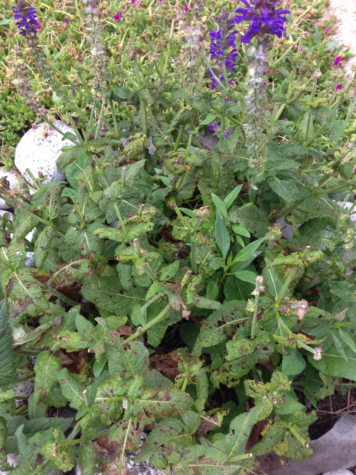 diagnosis Are my Salvia flowers dying? Gardening & Landscaping