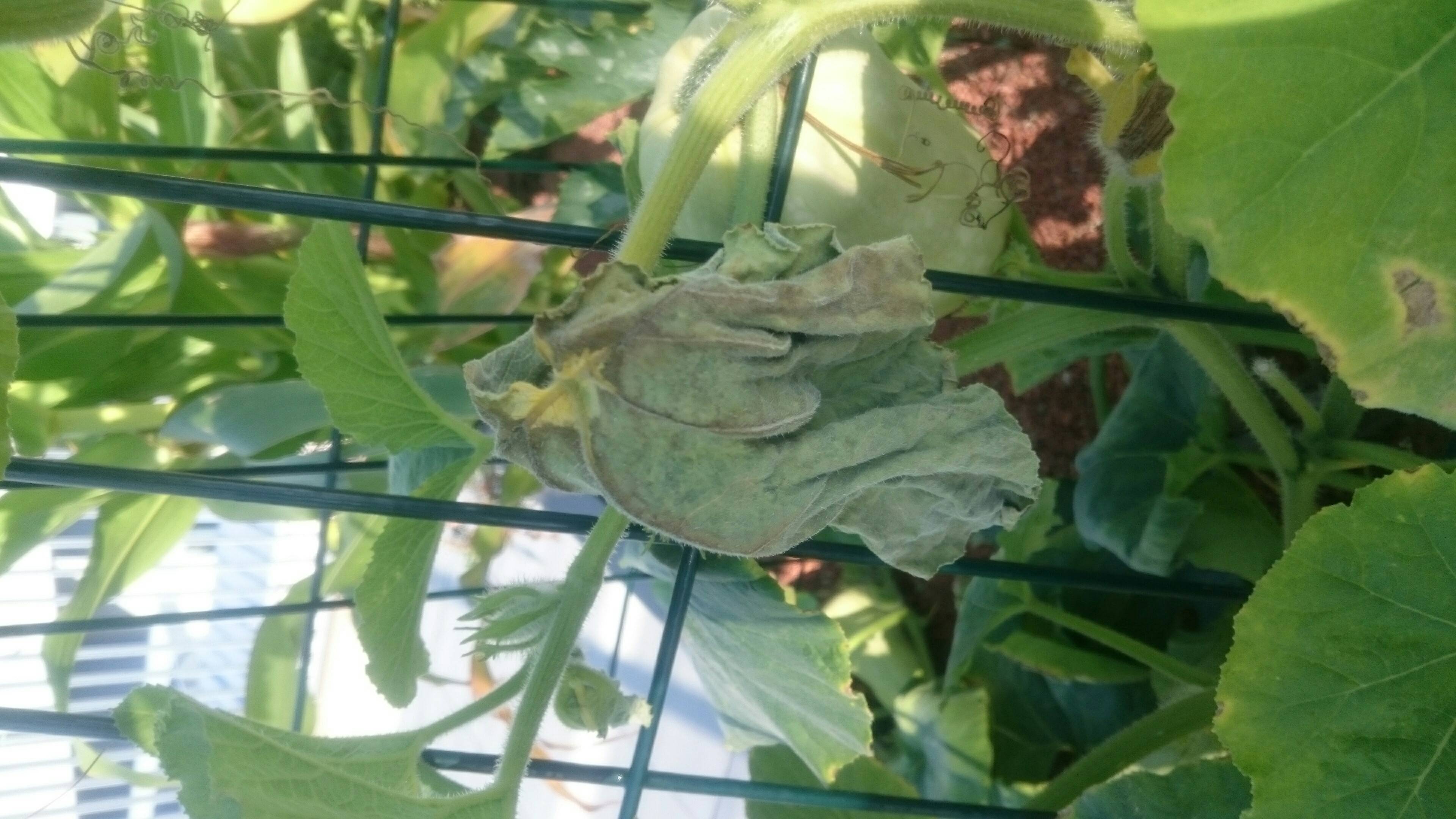 squash Butternut yellow and fall off before blooming Gardening