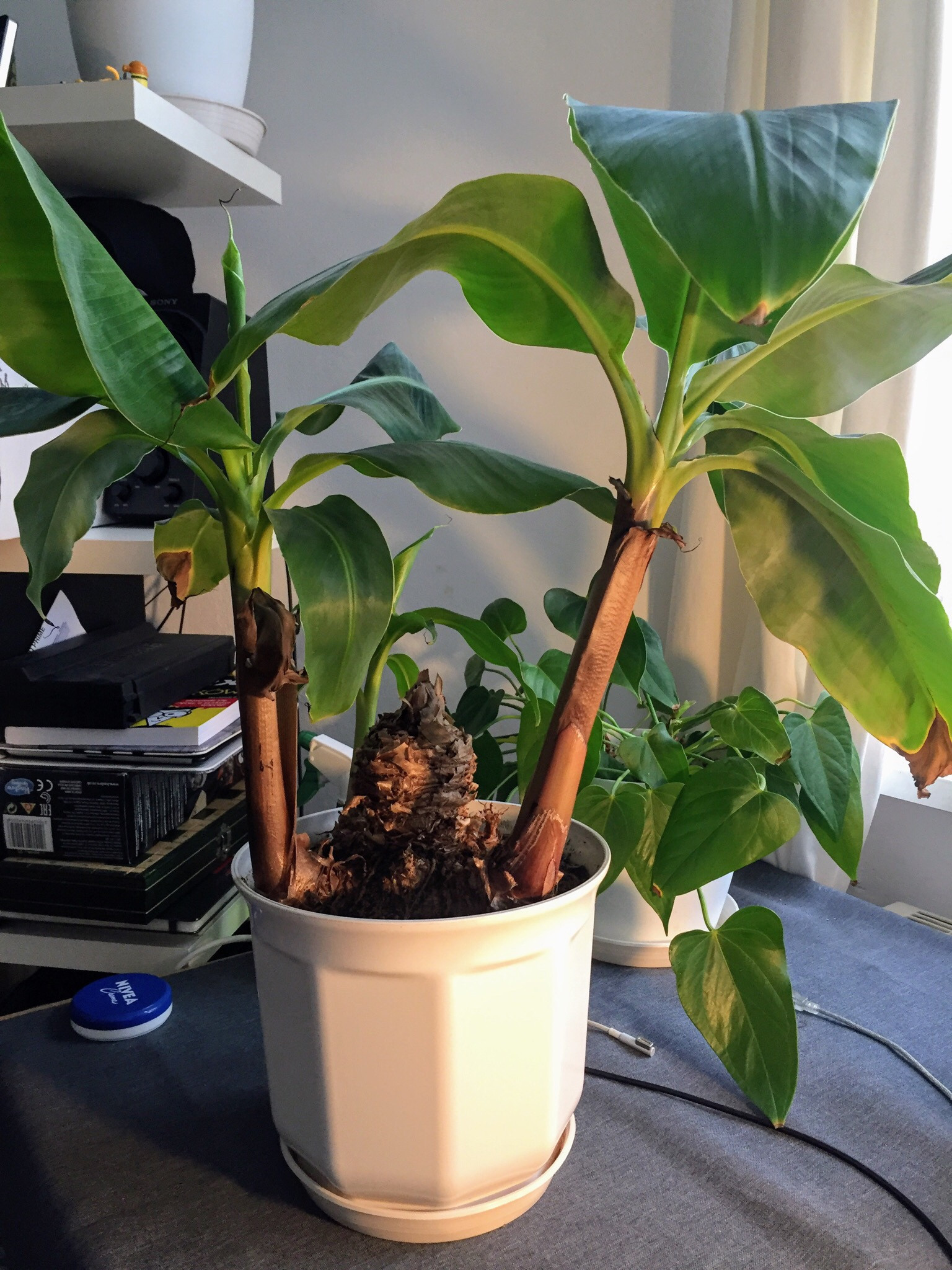 houseplants Cutting banana tree without harming it Gardening