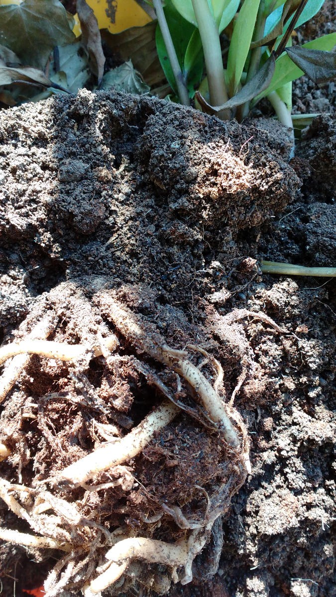 Root rot in indoor plants Gardening & Landscaping Stack Exchange