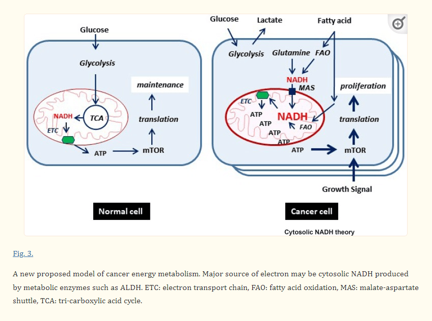 biochemistry Do cancer cells use as much NADH as normal cells